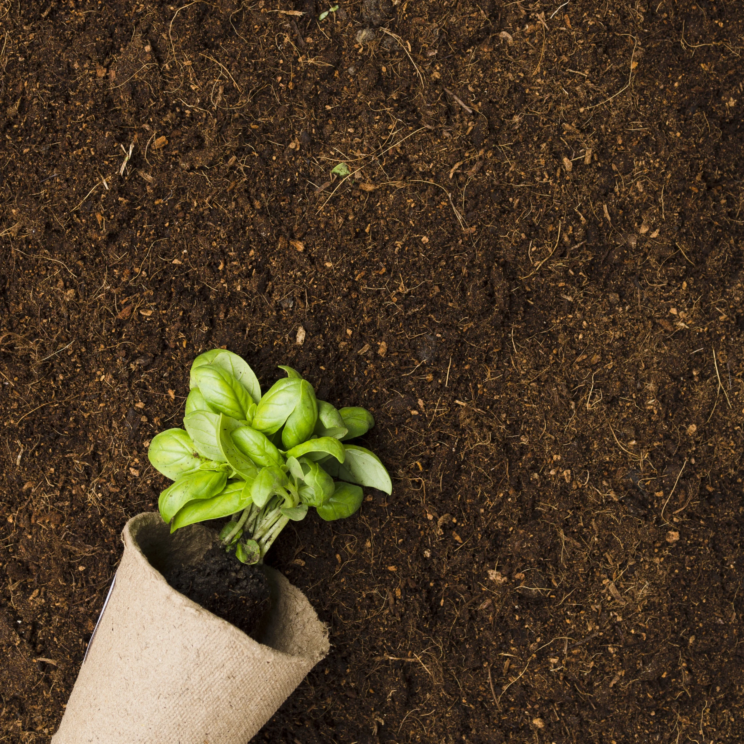 Coco Peat Supplier and Manufacturer