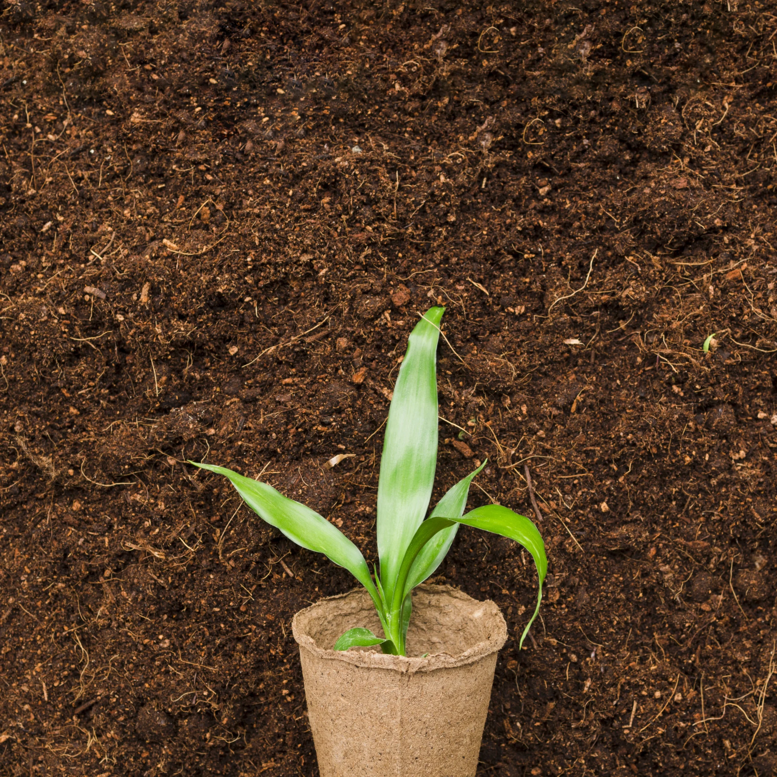 Premium Quality Semi Husked Coconuts
