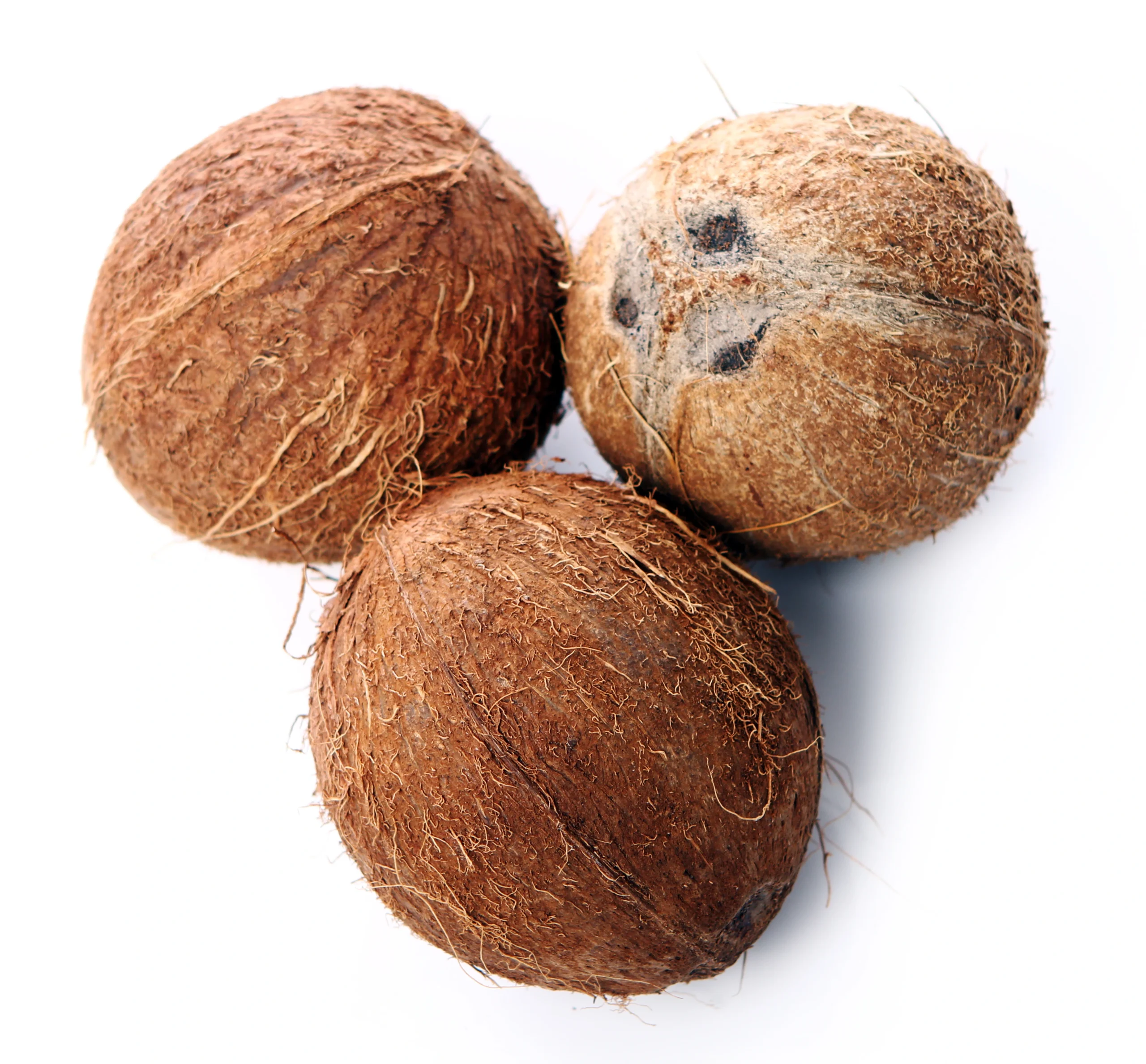 Premium Quality Semi Husked Coconuts
