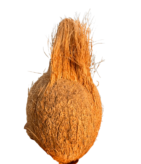 Export Quality Coconut