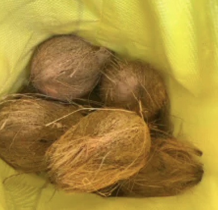 Premium Quality Semi Husked Coconuts