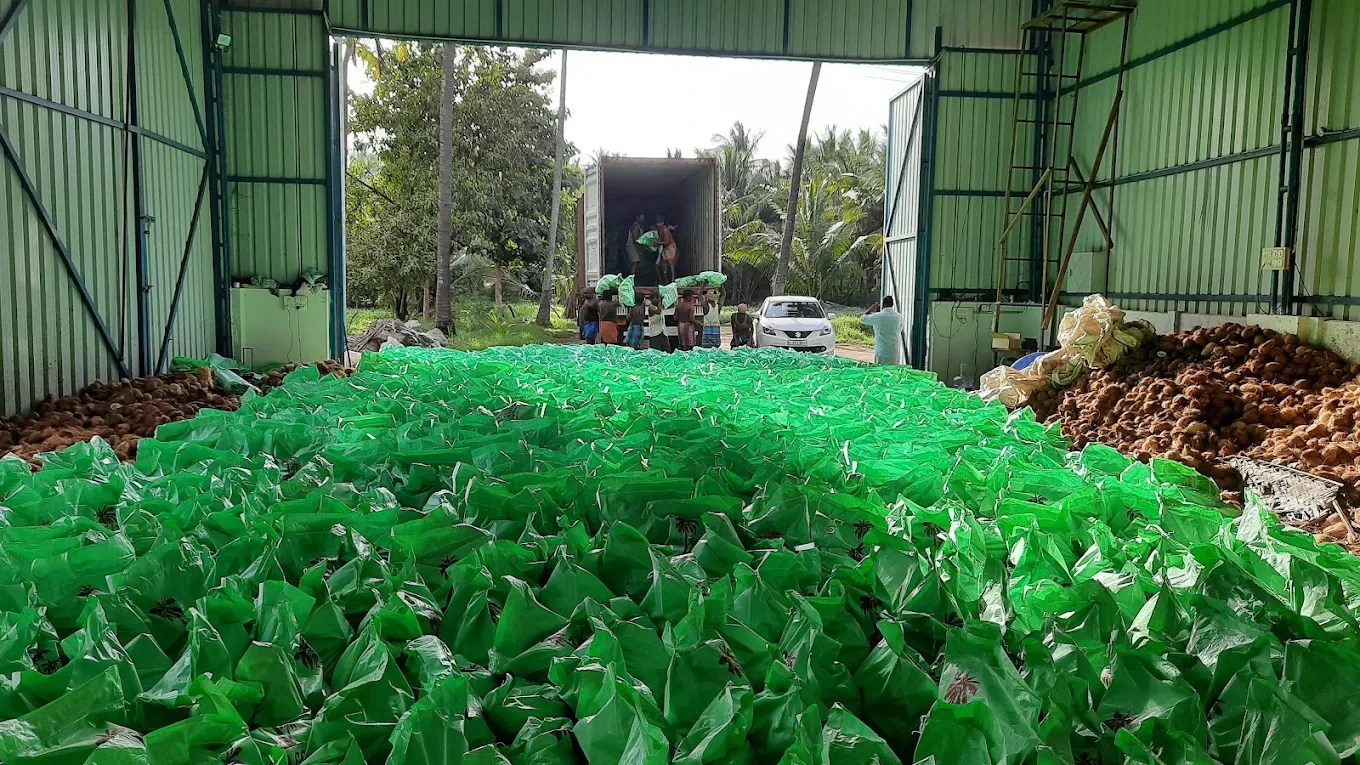 Why Pollachi Is Home to the Best Coconut Dealers in India